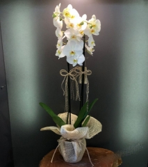 Orkide 03